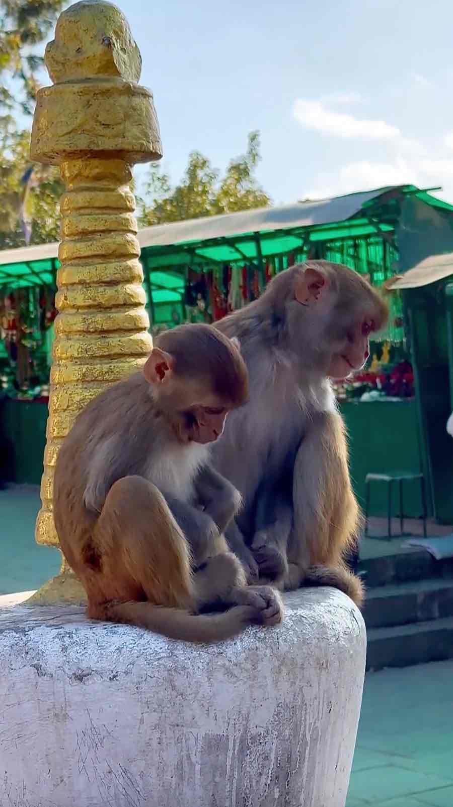 Swayambhunath monkeys